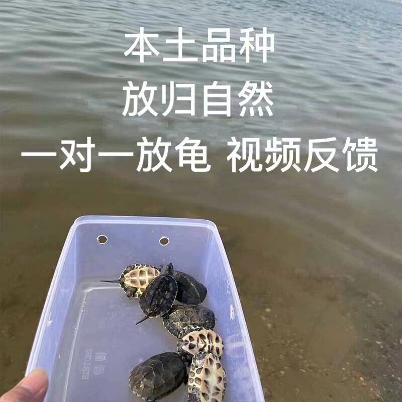 平安龟长寿龟招财龟中华本土金线龟乌龟活物六线花龟草龟墨龟国龟