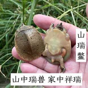 家中祥瑞纯种山瑞鳖小甲鱼活体观赏宠物鳖长寿招财鳖外塘冷水冬眠
