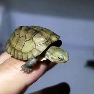 皖南小青龟苗长寿招财龟宠物观赏龟小乌龟活物外塘冷水龟中华国粹