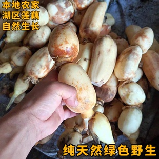 新鲜小莲藕宽广水域自然生长无黑科技健康营养安全口感好清炒煲汤