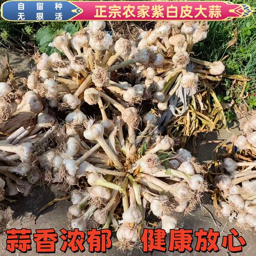 安徽紫白皮大蒜2026新蒜农家自种无狠活自留种健康蒜香浓郁蒜种子