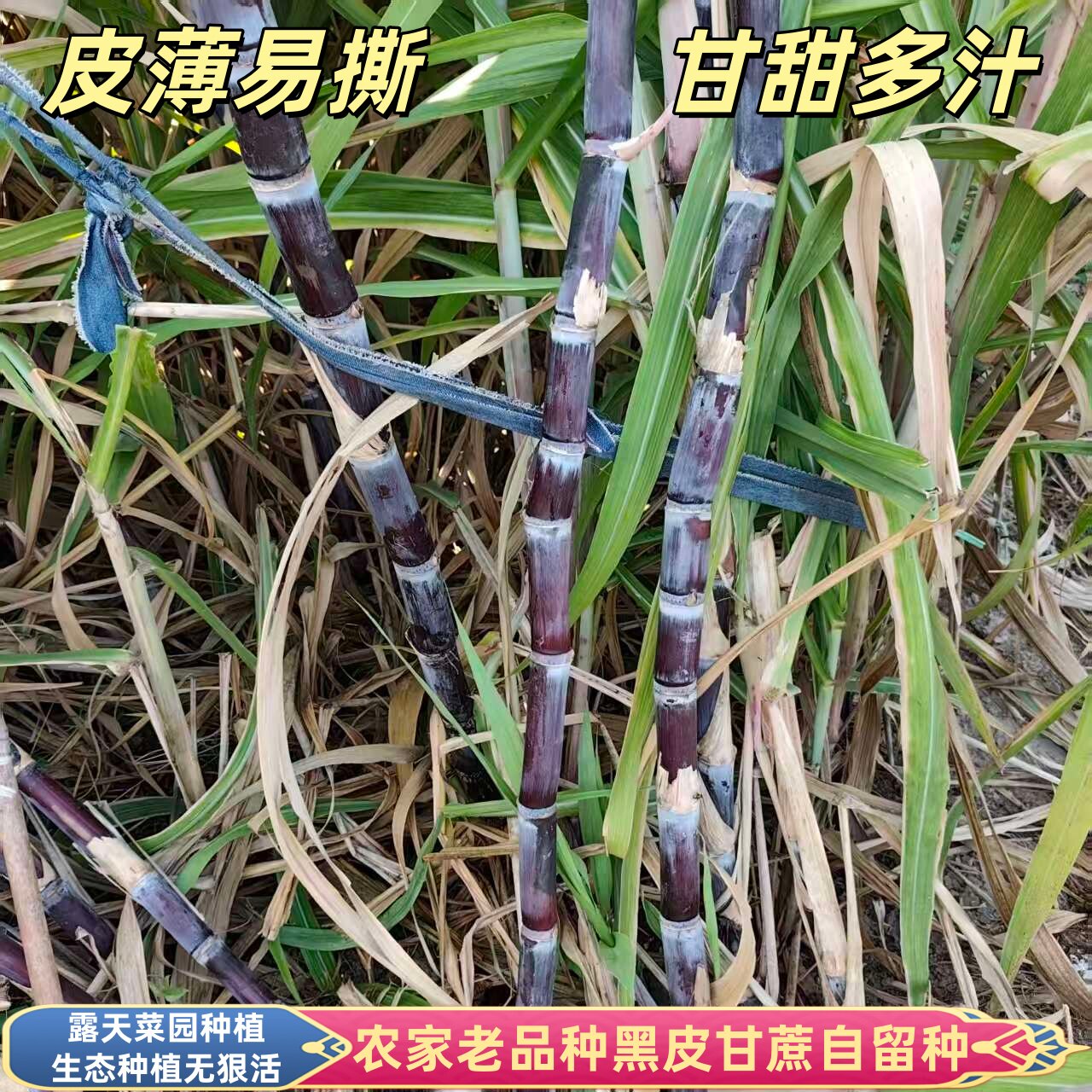 黑皮甘蔗新鲜农家老品种小甘蔗自留种天然无狠活现砍新鲜水果多汁