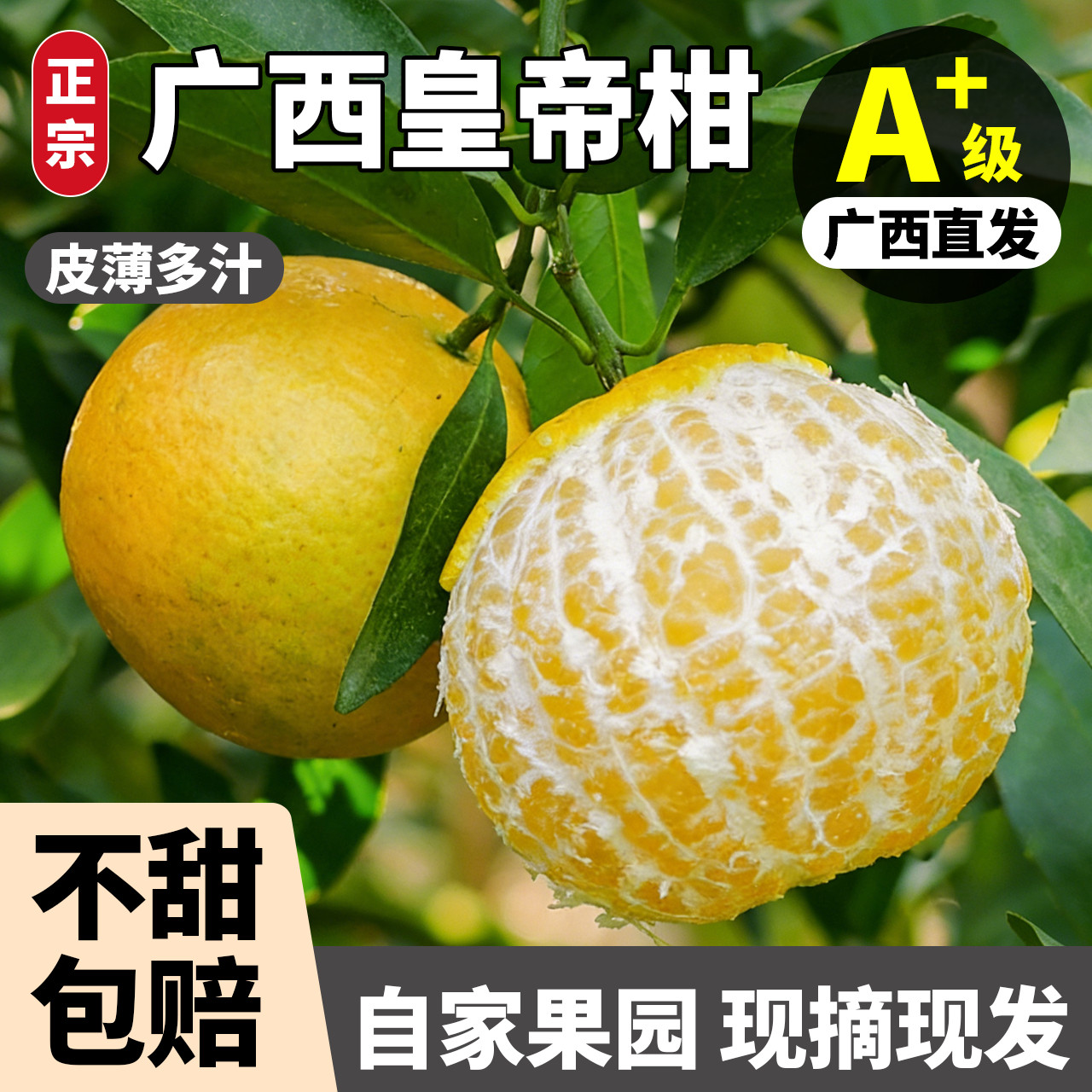 【产地直发礼盒版】广西皇帝柑大果当季新鲜贡柑橘桔子整箱现摘果