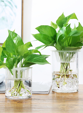 欧式简约小清新家居玻璃花瓶客厅花瓶摆件透明绿萝水培插花花瓶