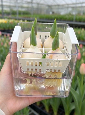 简约透明塑料方形花盆迷你种植观察盒水培郁金香种球专用盆