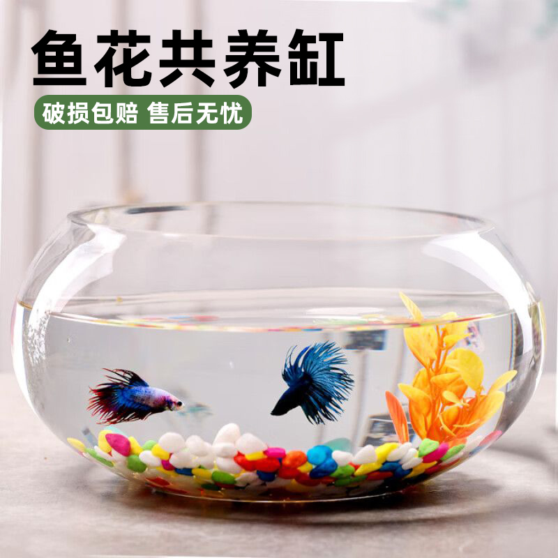 简约大号透明玻璃花盆
