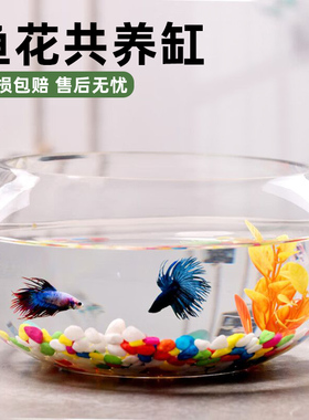 简约大号透明玻璃花盆水养碗莲水仙鱼缸桌面家用客厅办公室摆件