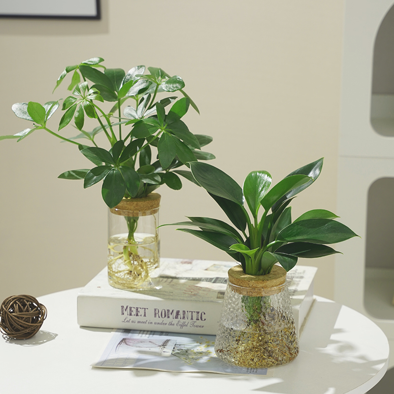 金钻袖珍椰子鸭脚木罗汉松竹柏