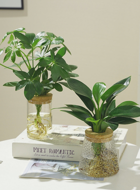 清新桌面盆栽金钻鸭脚木水培水养新鲜植物办公桌面小绿植简约装饰