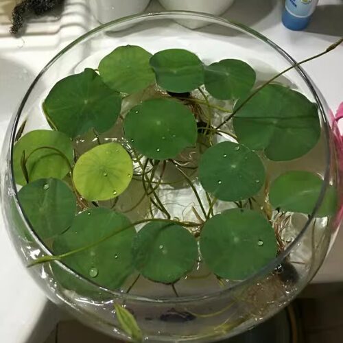 简约透明玻璃器皿水仙铜钱草水培