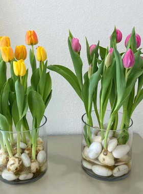 简约水培玻璃花瓶圆柱水养郁金香白掌绿萝植物插花瓶装饰摆件鱼缸