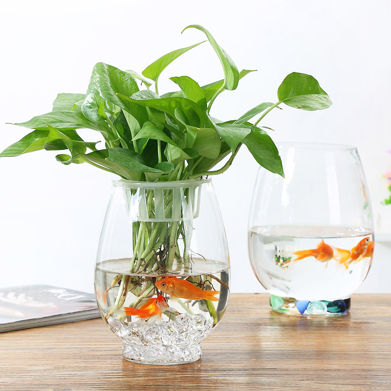 创意水培植物 绿萝含瓶水培玻璃花瓶水养植物器皿桌面摆件,鲜花速递/花卉仿真/绿植园艺,绿植,淘宝优惠券,粉丝福利购,淘宝优惠卷