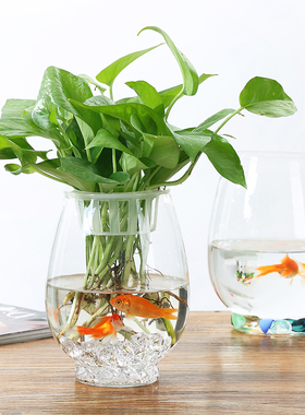 创意水培植物 绿萝含瓶水培玻璃花瓶水养植物器皿桌面摆件