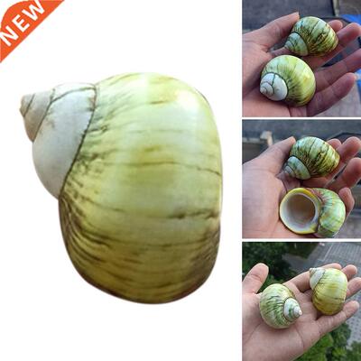 5-6cm Natural Yellow Turban Conch Shells Turbo Seashell