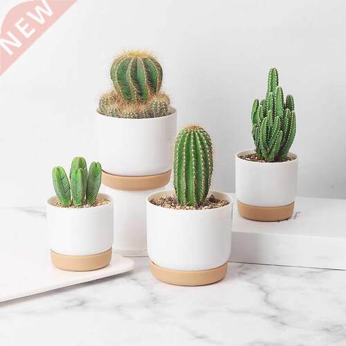 Succulent Plant Pot Doule-Layer Green Dill Small Green Plan