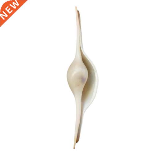 Conch Shells Furnishing Marine Decoration Sea Conch Natural