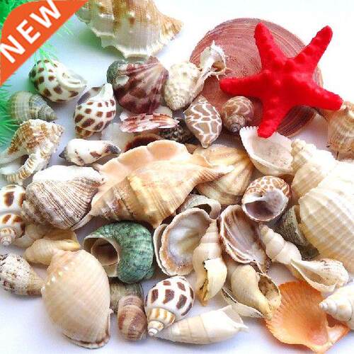 Mixed Conch Ocean Sea Shells Wedding Decor Beach Theme