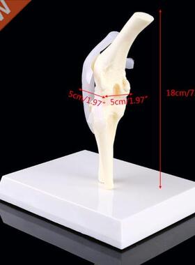 Dog Canine Knee Joint Model Veterinary Teaching Research Ske