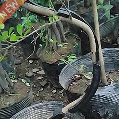 10x Fruit trees twisting ranches new onsai with curved to