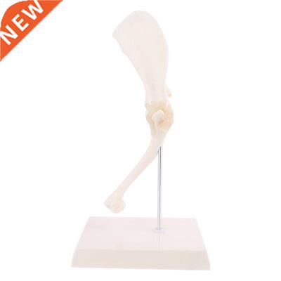 Dog Canine Shoulder Joint Model Veterinary Teaching Research
