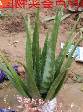 Aloe potted aloe plant aloe vera aloe beauty aloe aloe edbl
