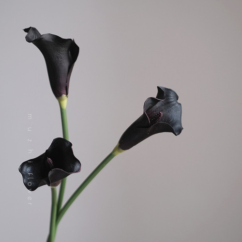 暗黑紫海芋轻奢手感保湿仿真花