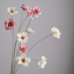 ins进口雏菊干花小花束仿真花装 花蓝色永生花 饰摆件不会枯萎