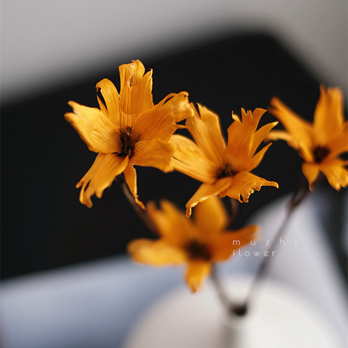 五瓣花高级感干花花束客厅摆设