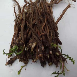 蒲公英根新鲜 中药材黄黄苗婆婆丁根 尿床草蒲公英苗正品