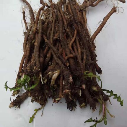 蒲公英根新鲜 中药材黄黄苗婆婆丁根 尿床草蒲公英苗正品