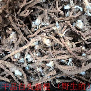中药材白头翁根野生干品奈何草野丈人白头草老鼠花耗子花白头翁根