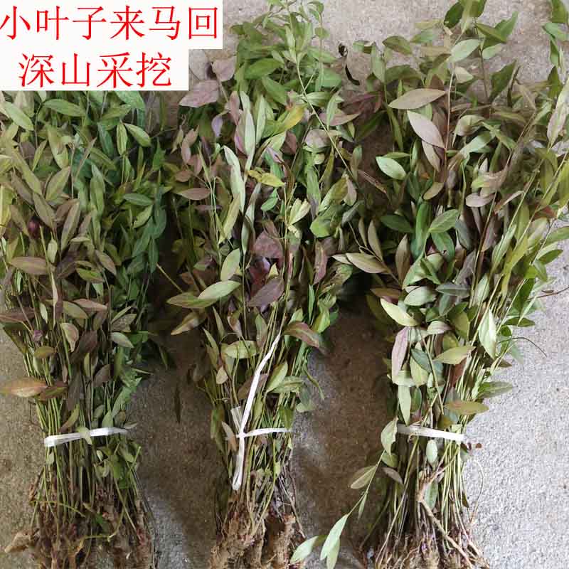 来马回瓜子金草干品勒马回乱马回二月花惊风草中草药250克优质-封面