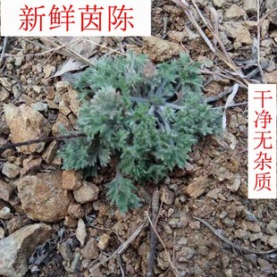 新鲜茵陈伏牛山野生茵陈白蒿包饺子蒸天然野菜现挖现发摘净茵陈蒿