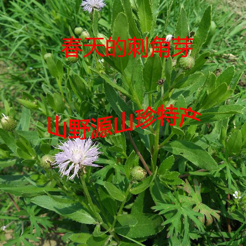 小蓟饮子新鲜刺角芽  小蓟刺菜整株500克  实拍 特价