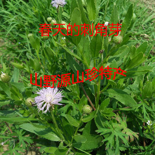 小蓟饮子新鲜刺角芽  小蓟刺菜整株500克  实拍 特价