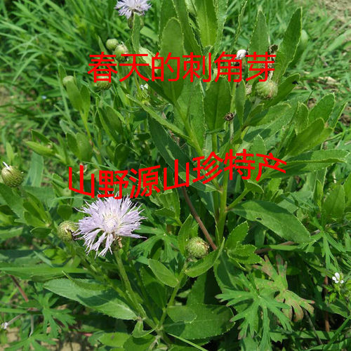 野生新鲜整株小蓟特价