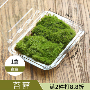 鲜活苔藓植物 白发藓微景观生态瓶diy材料水陆缸造景假山盆景青苔