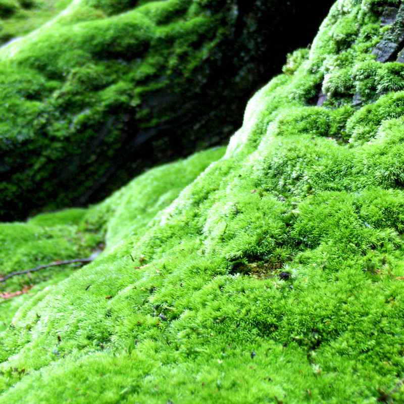 苔藓植物养护知识,如何转水