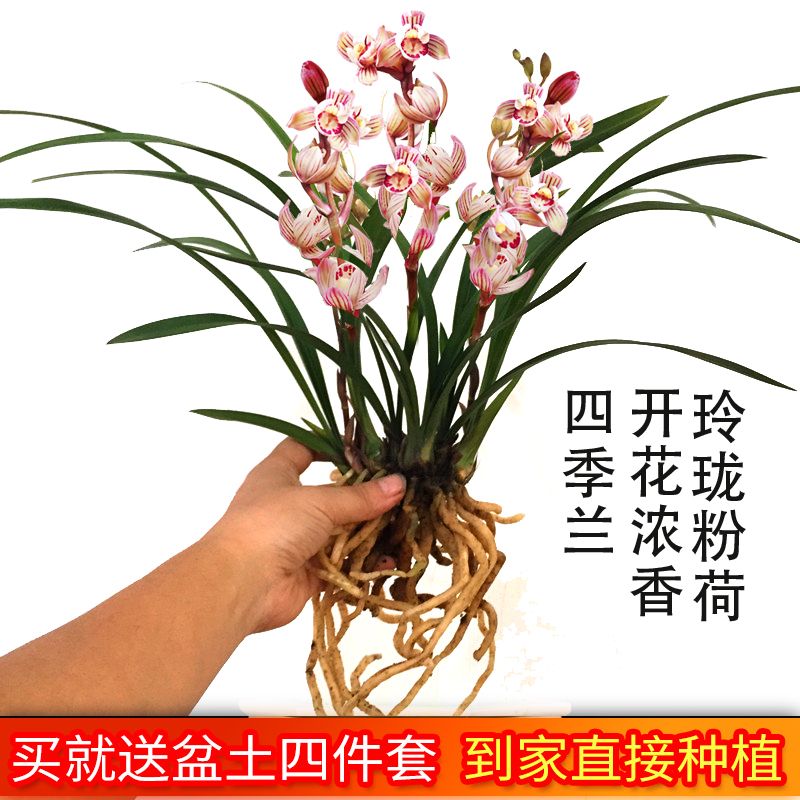 建兰荷瓣带花苞有香味绿植盆栽