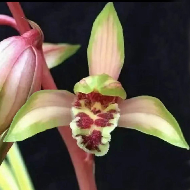 名贵中透叶艺兰精品兰花苗迷你宋春送线艺兰花开花浓香花艺双全草