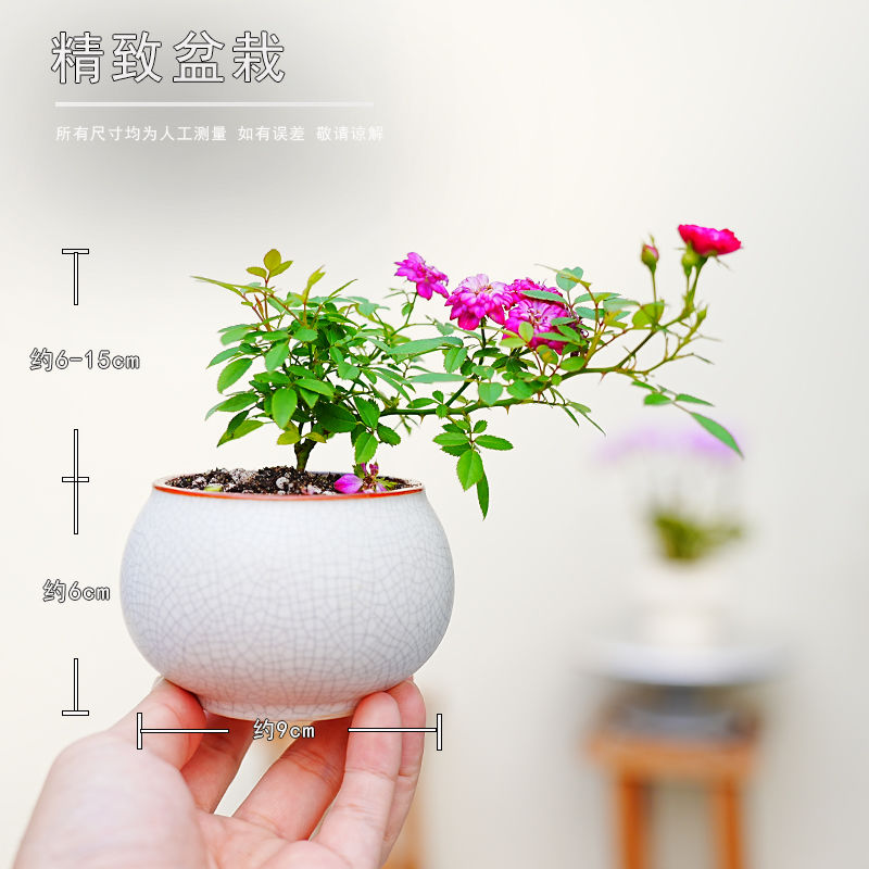 超微月季带花苞紫红色花室内懒人迷你花卉小盆栽净化空气办公阳台