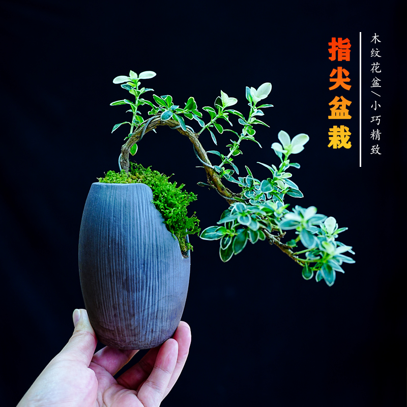 悬崖六月雪微型掌上盆栽室内好养