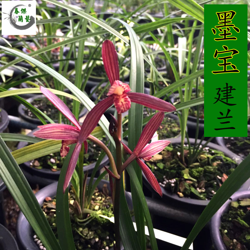 建兰四季带花苞绿植盆栽