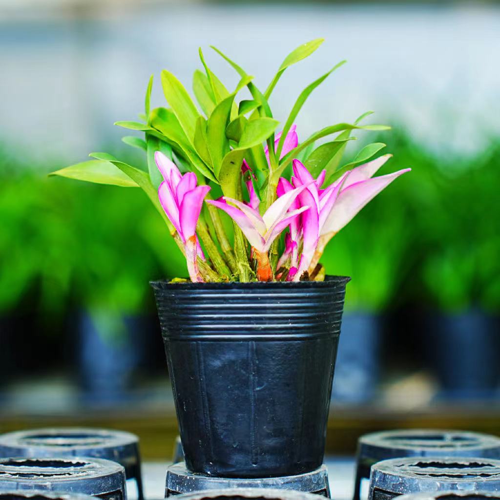 新品七彩香水石斛兰春秋带红芽室内盆栽花卉绿植冬季开花浓香好养