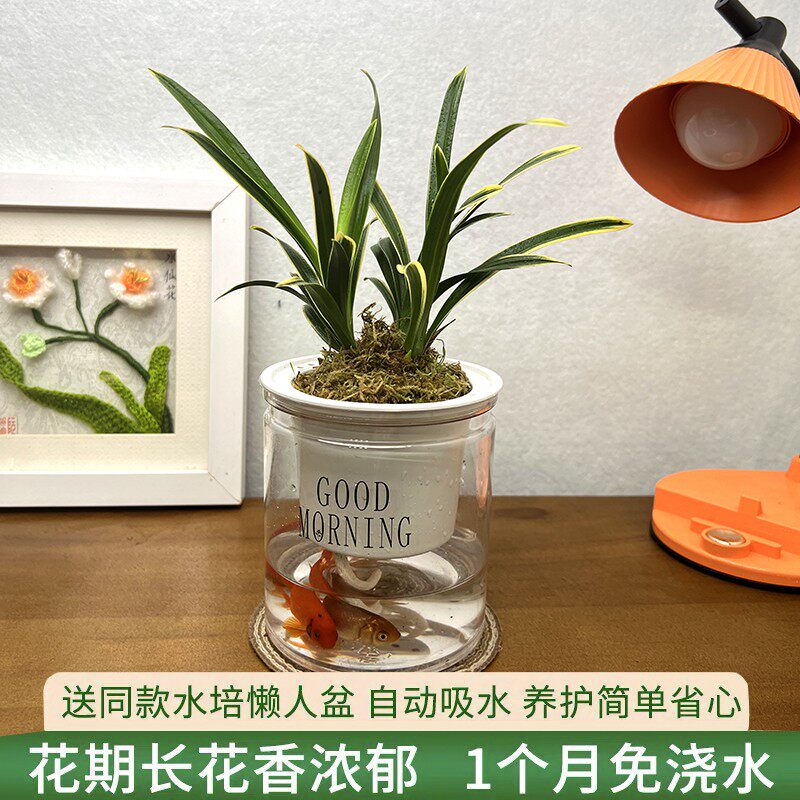 有香味的兰花苗建兰矮种水培四季兰带金边艺浓香型室内外盆栽