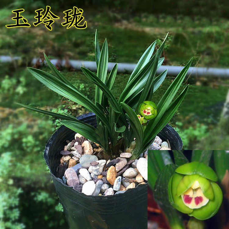 荷瓣兰花苗 春兰矮种高档花卉 玉玲珑 带花苞出售 办公桌书房盆栽