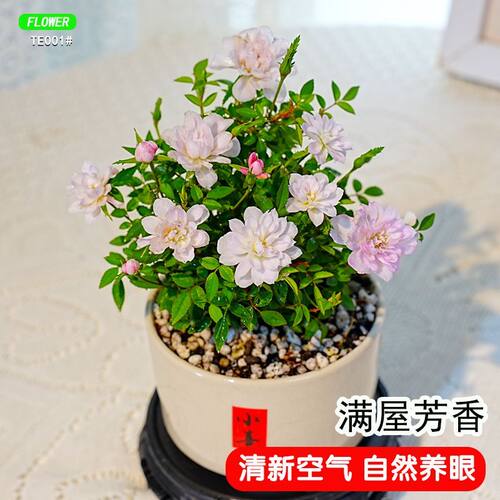 姬月季花卉绿植室内小盆栽超微姬乙女鲜花办公室桌面迷你盆景植物