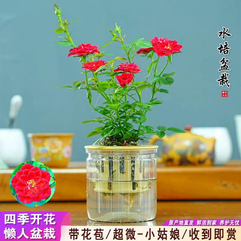 带花苞小姑娘水培四季开花型超微月季红色花懒人好养室内客厅阳台