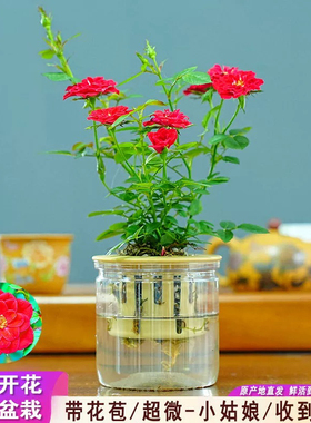 带花苞小姑娘水培型超微月季红色花懒人好养室内客厅阳台