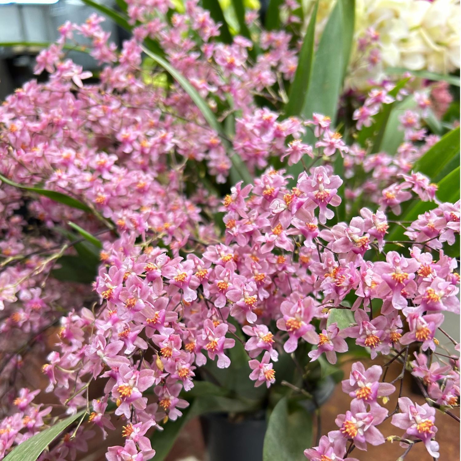 【5-7支花箭】香水文心兰盆栽